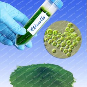 کلرلا ولگاریس (Chlorella vulgaris)