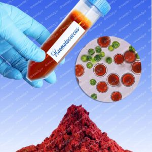 هماتوکوکوس (Haematococcus)